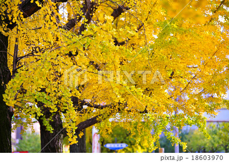 銀杏並木の紅葉 18603970