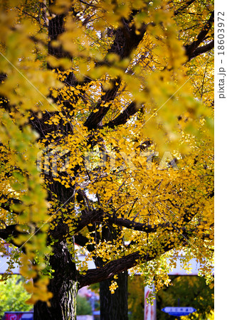 銀杏並木の紅葉 銀杏並木の紅葉 18603972