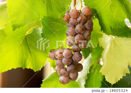 Bunches of red grapes on grapevine Bunches of red grapes on grapevine 18605324