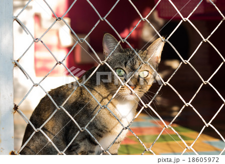 Cat in a cage, no freedom. 18605972