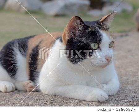 cat looking 18605977