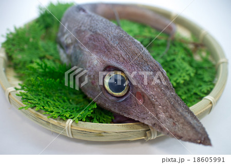 深海魚 トオジン 18605991