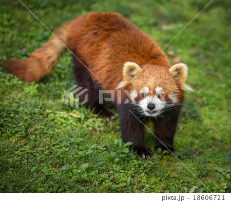 Curious red panda Curious red panda 18606721