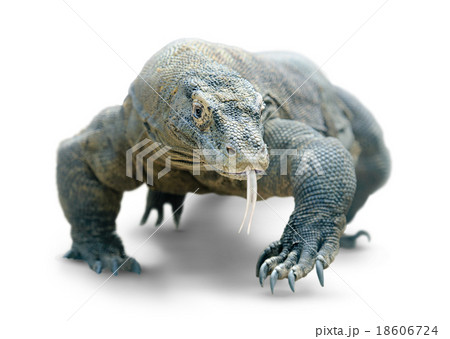 Komodo dragon isolated 18606724