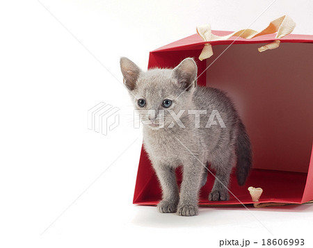赤い紙袋から顔を出すロシアンブルーの子猫 18606993