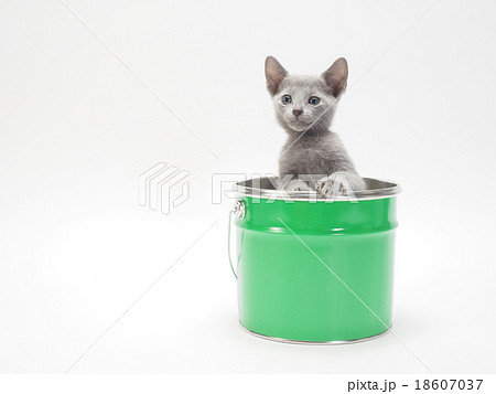 緑の缶から顔を出すロシアンブルーの子猫 18607037