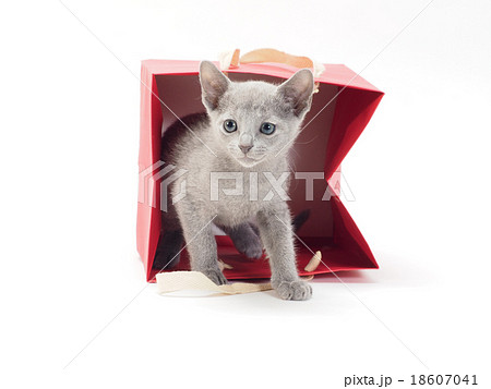赤い紙袋から顔を出すロシアンブルーの子猫 赤い紙袋から顔を出すロシアンブルーの子猫 18607041