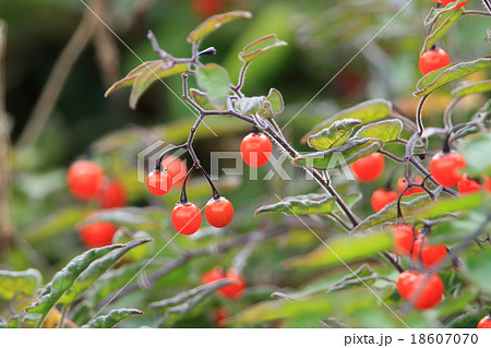 全草果実有毒だが抗腫瘍作用などの薬効があるヒヨドリジョウゴ 18607070