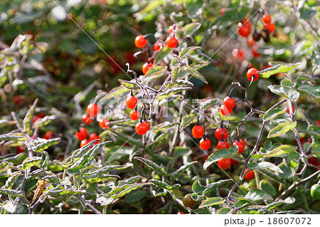 全草果実有毒だが抗腫瘍作用などの薬効があるヒヨドリジョウゴ 18607072