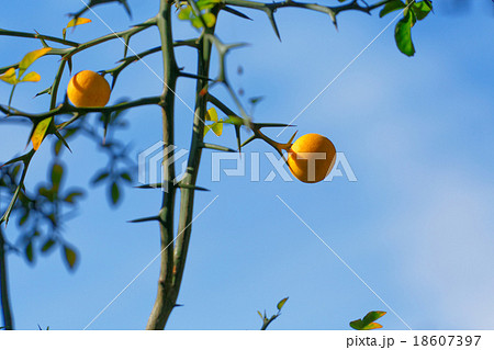 黄色いカラタチの木の実 18607397