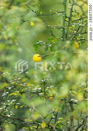 黄色いカラタチの木の実 黄色いカラタチの木の実 18607500