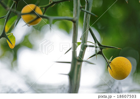 黄色いカラタチの木の実 18607503