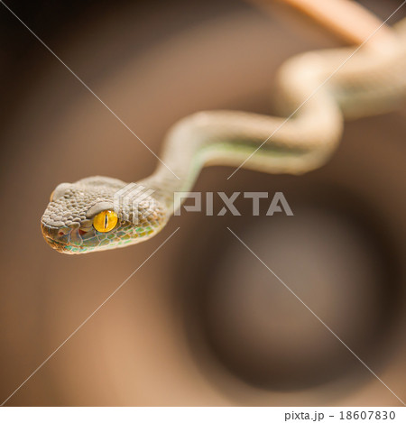 Close up of Green pit viper 18607830