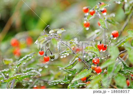 全草果実有毒だが薬効があるヒヨドリジョウゴ 18608057