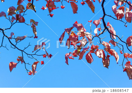ハナミズキの赤い果実と青い空 ハナミズキの赤い果実と青い空 18608547