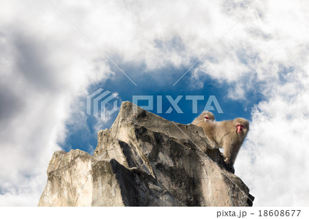 猿と空 猿と空 18608677
