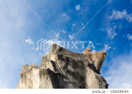 猿と空 猿と空 18608684