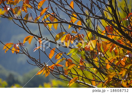 晩秋の桜紅葉の枝と葉っぱ 横構図の写真素材