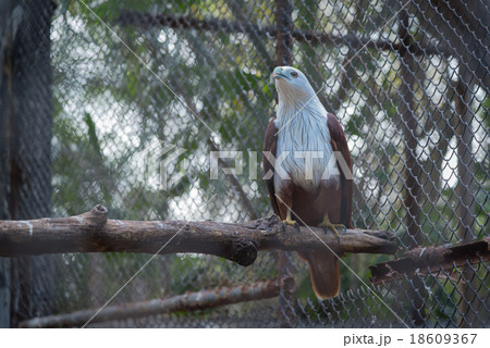 Lesser adjutant stork in the zoo Lesser adjutant stork in the zoo 18609367