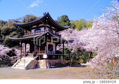 勧修寺(京都 山科)庭園に咲く桜 勧修寺(京都 山科)庭園に咲く桜 18609429