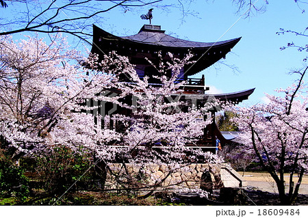 勧修寺(京都 山科)庭園に咲く桜 勧修寺(京都 山科)庭園に咲く桜 18609484