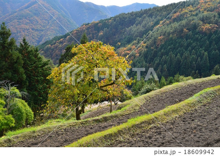 山村風景（柿の木と棚田と山並）（香川県まんのう町） 18609942