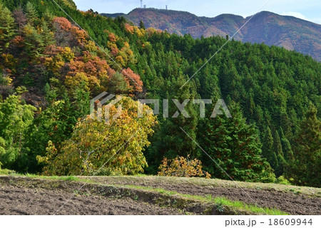 山村風景（柿の木と棚田と大滝山遠望）（香川県まんのう町） 18609944