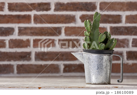 Cactus in vintage zinc pitchers 18610089