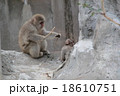親猿が小猿を見守る 18610751