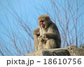 岩山の猿 18610756
