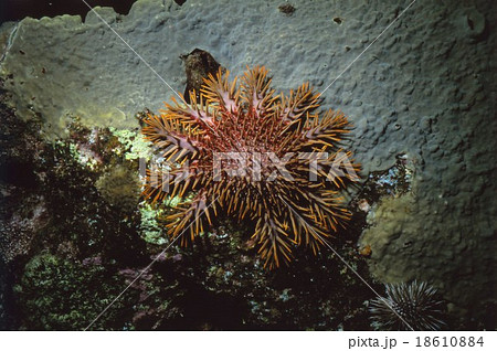 オニヒトデ 18610884