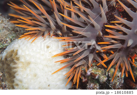 サンゴを食べるオニヒトデの写真素材