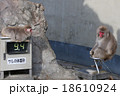体重計に乗った猿 18610924