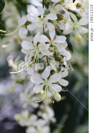 グレープバニラ 18611319