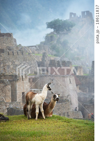 Llama At Machu Picchu Peruの写真素材