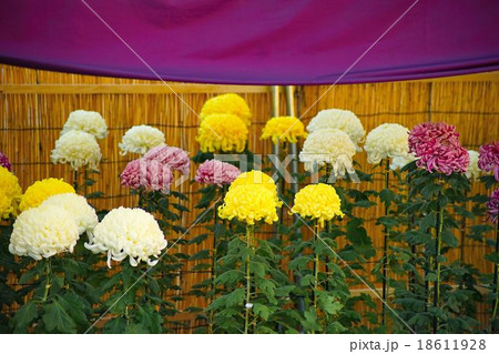 菊花展 18611928