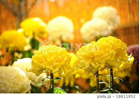 菊花展 菊花展 18611952
