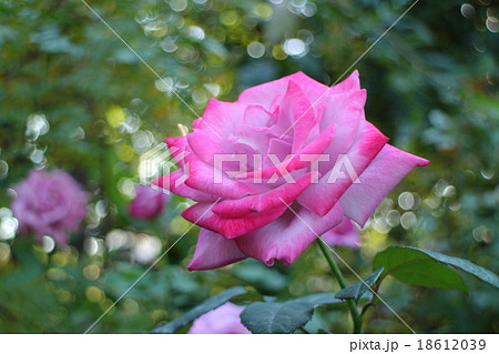 バラ　パラダイス　Rose  Paradise 18612039