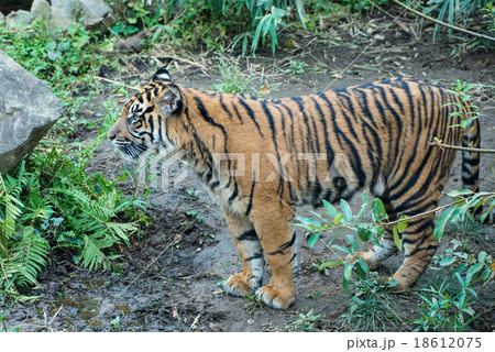 スマトラトラ スマトラトラ 18612075