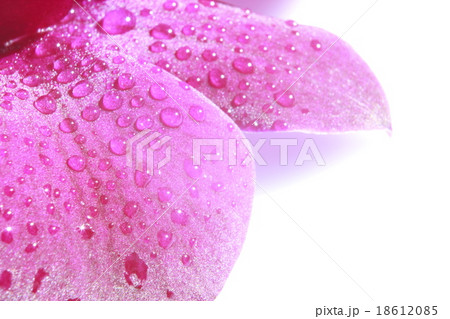 Orchid. Orchid. 18612085