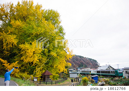 北金ケ沢の大イチョウとリゾートしらかみ 18612766