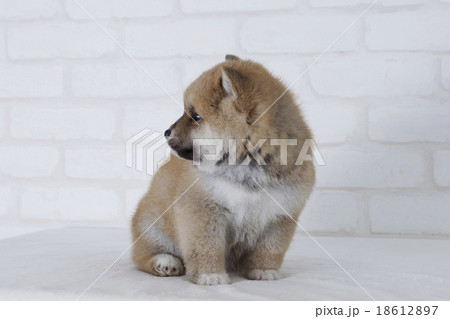 後ろを振り返る仔犬の柴犬の写真素材