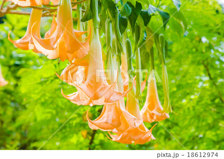 エンジェルストランペットの花 18612974