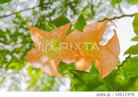 エンジェルストランペットの花 エンジェルストランペットの花 18612976