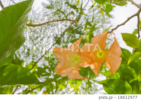 エンジェルストランペットの花 エンジェルストランペットの花 18612977