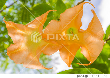 エンジェルストランペットの花 エンジェルストランペットの花 18612978