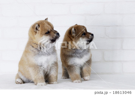 二匹の可愛い柴犬の写真素材
