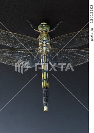 ムギワラトンボ　黒背景 18613132