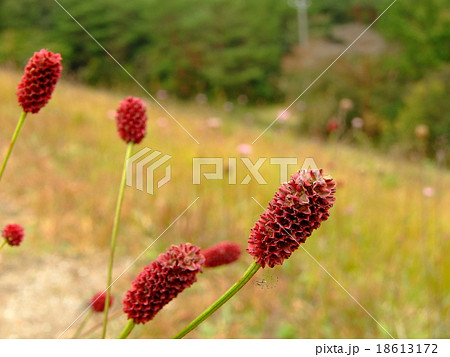 ワレモコウ ワレモコウ 18613172