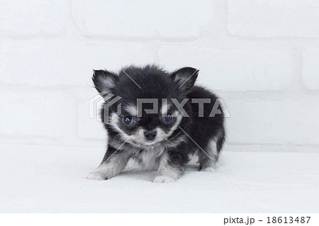 挑発するチワワの仔犬 挑発するチワワの仔犬 18613487
